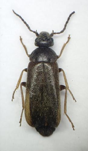 Scraptia dubia